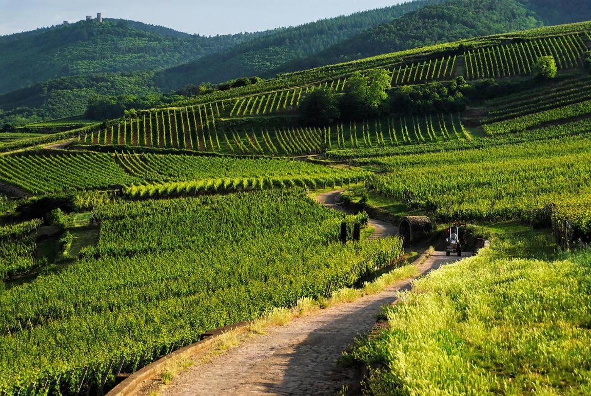 Coeur D'Alsace Colmar Vignobles Ouest Avec Terrasses Villa Wintzenheim Exterior photo
